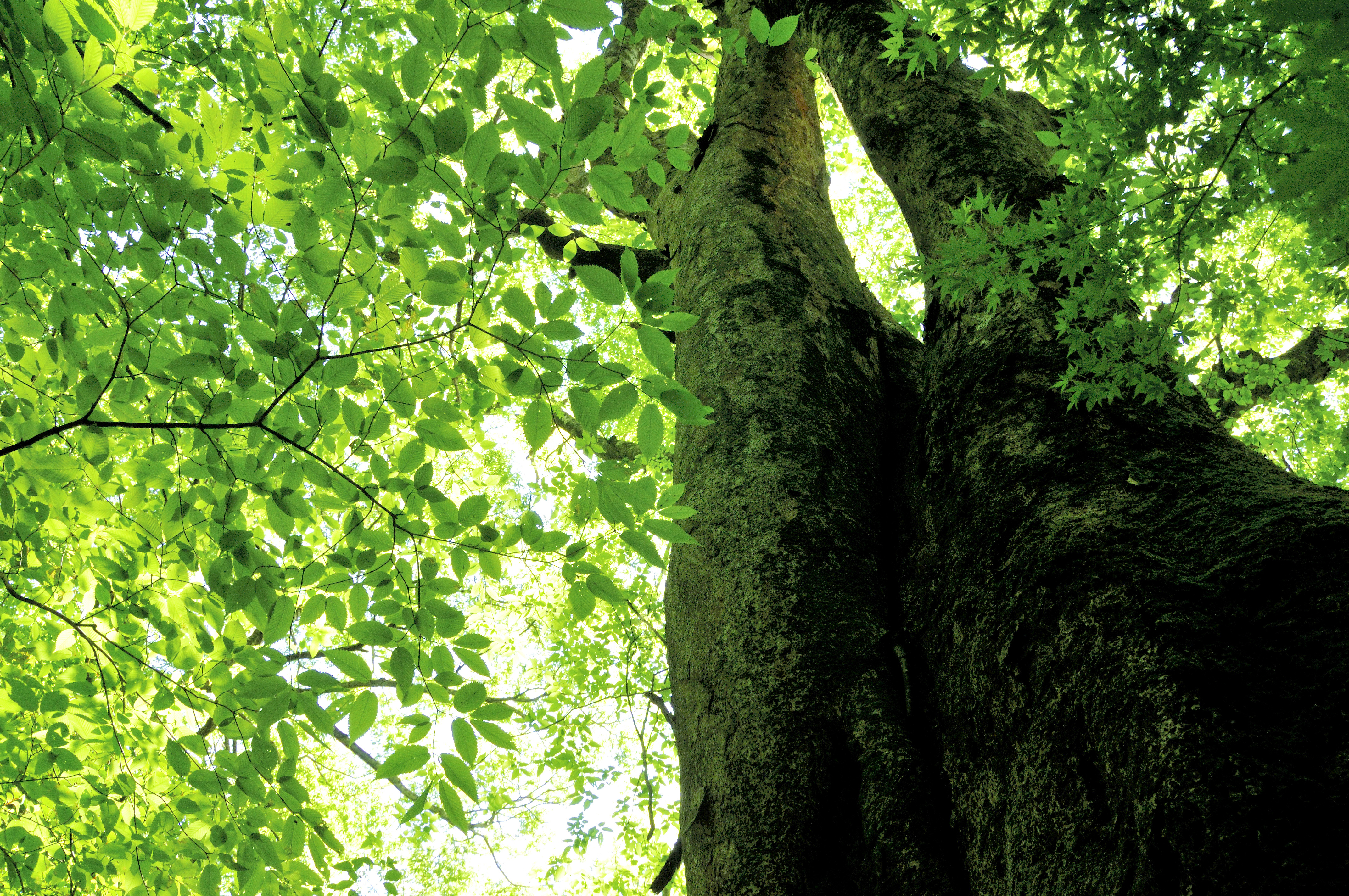 カリモク の人気の秘密を探る！カリモク60にニュースタンダード