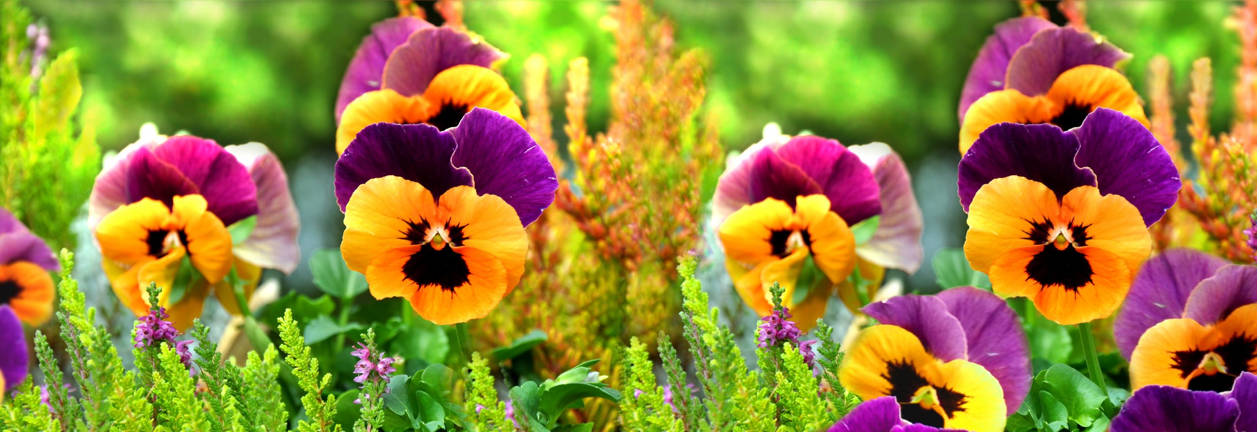 プロが教える ビオラ パンジーを使ったおしゃれなガーデンを実現する方法 晩秋から初夏のお庭を彩る Hello Interior Note ノート