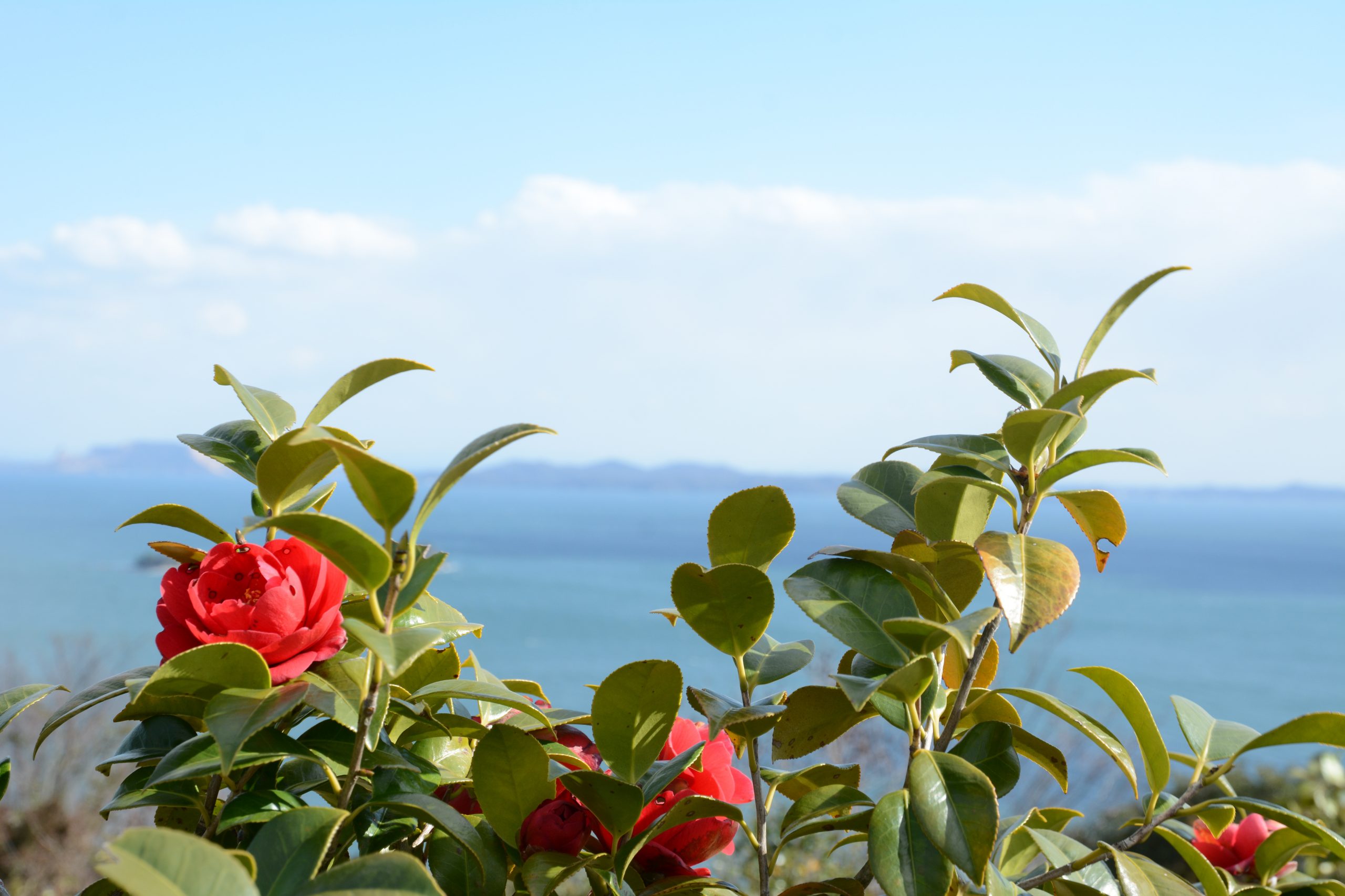 プロが教える ツバキを使ったおしゃれなお庭を実現する方法 日陰でもきれいな花を楽しめる頼もしい庭木です Hello Interior Note ノート