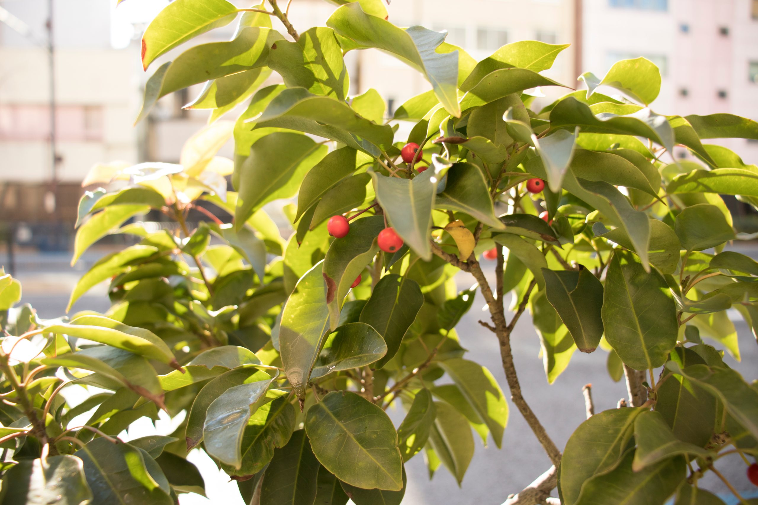 ◇ソヨゴ◇常緑樹◇複数株立◇雌株◇赤い実いっぱい‼️◇④ プロが