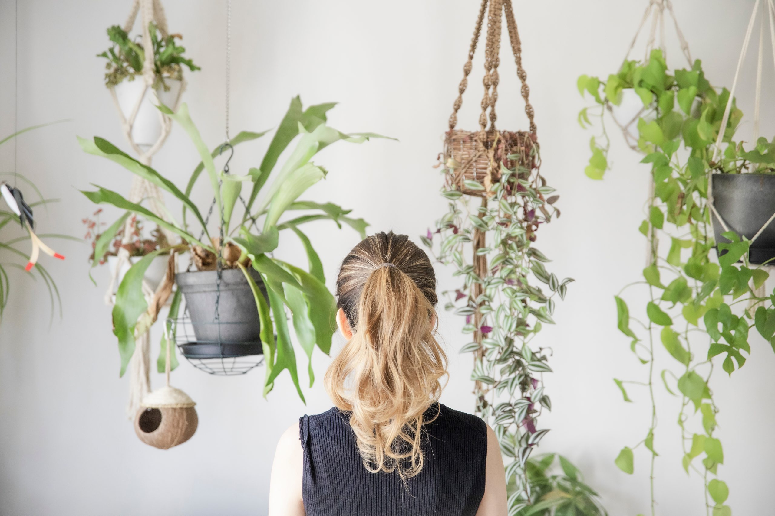 プロが教える 吊り下げ観葉植物でおしゃれなお部屋を実現する方法 高低差をつけてリズムを出す Hello Interior Note ノート