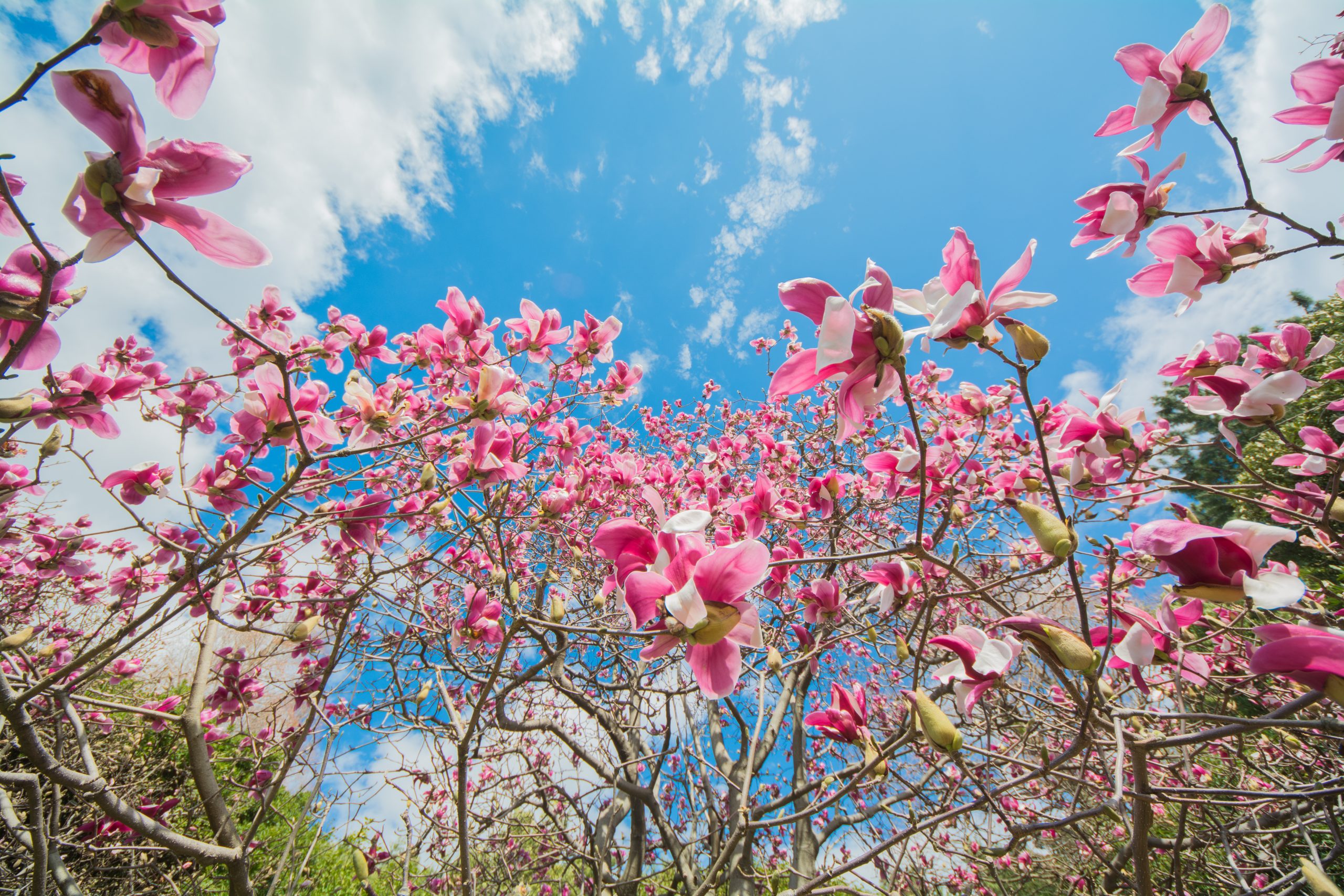 パラスパレス　日傘　木蓮　モクレン パラスパレス 日傘 木蓮 モクレン パラスパレス 日傘 木蓮 モクレン